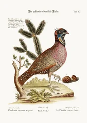 The Horned Indian Pheasant